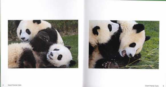 パンダの赤ちゃん・フォトブック 3枚目の画像