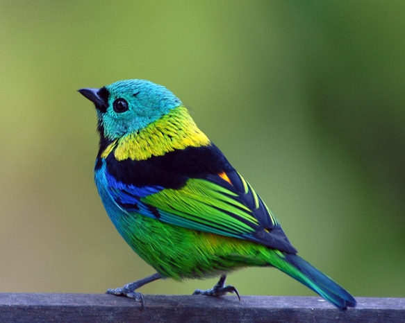 Green Headed Tanager ことりブルーグリーン メッセージメモクリップスタンド ステンドグラス ガラス 5枚目の画像