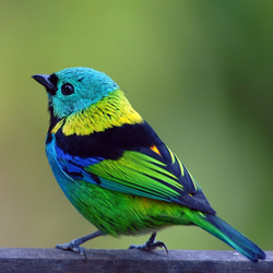 Green Headed Tanager ことりブルーグリーン メッセージメモクリップスタンド ステンドグラス ガラス 5枚目の画像