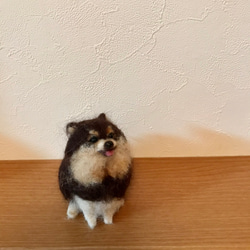 ポメラニアン(ブラックタン) 羊毛フェルト よっちみかん 通販