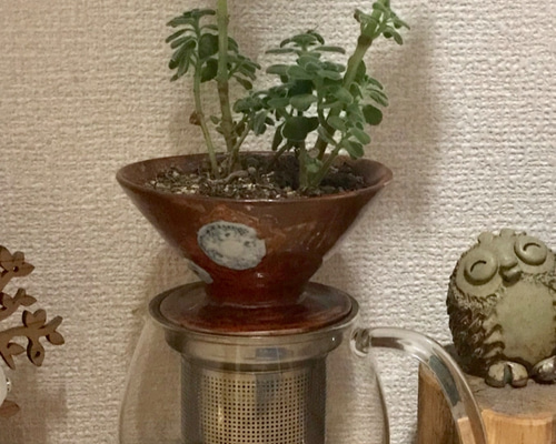 ドリッパー型植木鉢 その他雑貨 然幸 通販 7969033｜Creema(クリーマ