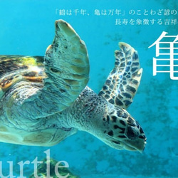 Turtle海龜耳環[S][月光石或淡水珍珠] 第3張的照片