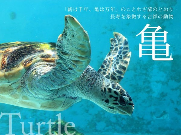 Turtle海龜耳環[S][月光石或淡水珍珠] 第3張的照片