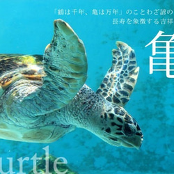 Turtle海龜耳環[M][月光石或淡水珍珠] 第4張的照片