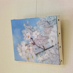 【油絵･原画】桜 2枚目の画像