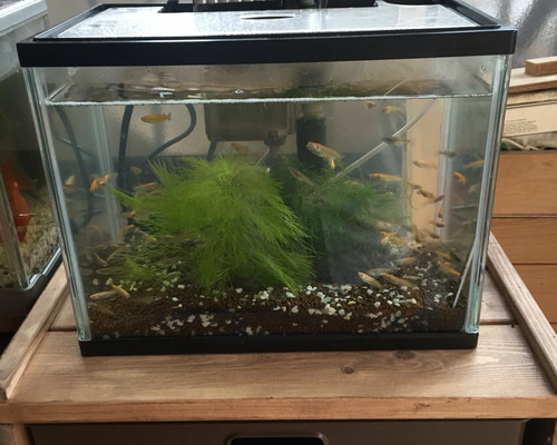 水濡れ対応済30cm水槽台 その他家具 たちゃ 通販 1833040｜Creema