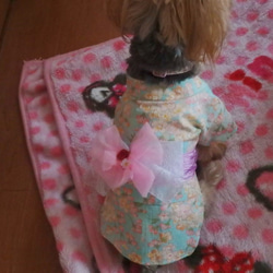 ワンちゃんの天使の浴衣　【遊兎】水色　SS・S　犬のきもの　犬服 8枚目の画像