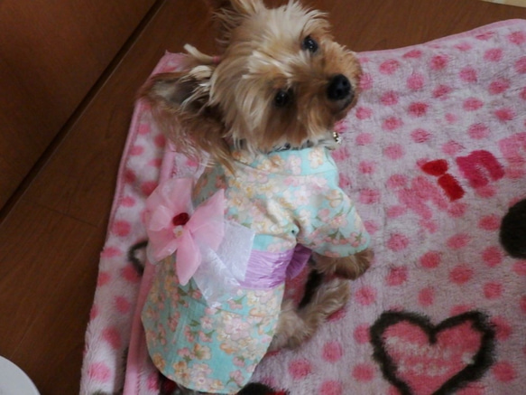 ワンちゃんの天使の浴衣　【遊兎】水色　SS・S　犬のきもの　犬服 9枚目の画像
