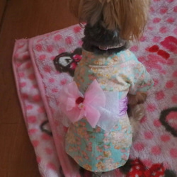 ワンちゃんの天使の浴衣　【千鳥】紫　SS・S　犬のきもの　犬服 7枚目の画像