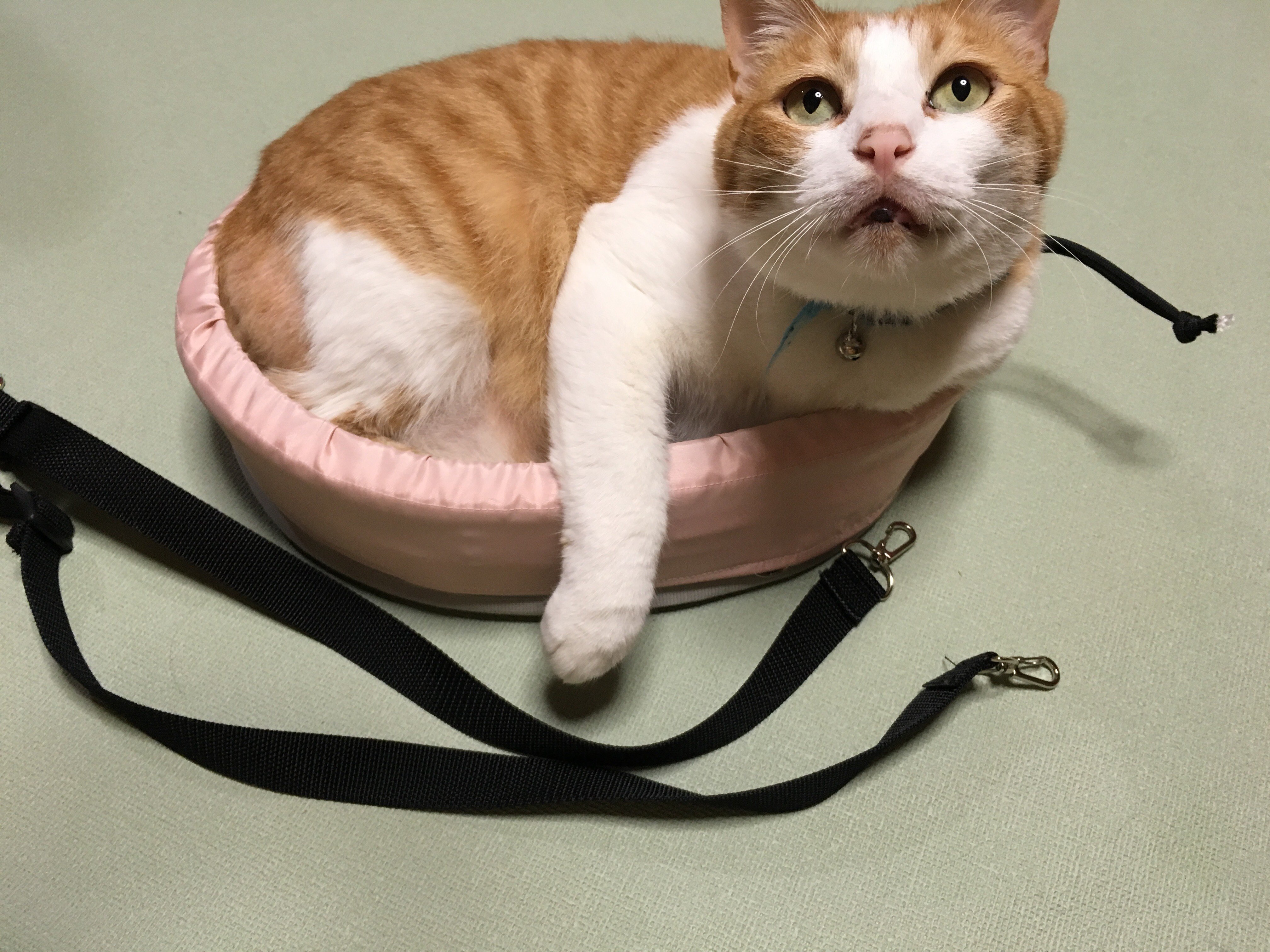 猫の爪切り　　暴れる猫ちゃん一発キャッチ