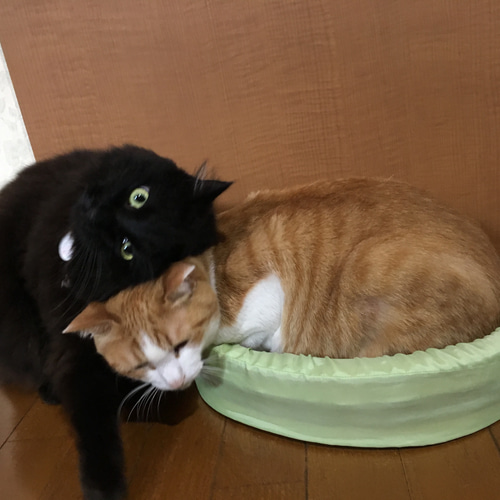 猫の爪切り 暴れる猫ちゃん一発キャッチ おもちゃ・ペット小物