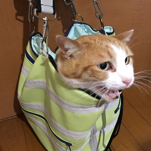 猫の爪切り! 暴れる猫ちゃん袋のねずみ❣️ - boo5133GALLERY
