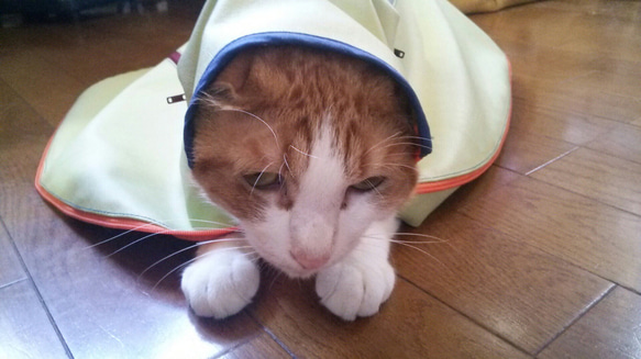 猫 暴れる猫ちゃんの救世主 ペット服・アクセサリー boo5133 通販