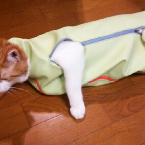 暴れる猫の爪きり おもちゃ・ペット小物 boo5133 通販 3318218