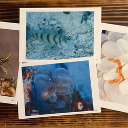 マニアックポストカード  沖縄の海の生き物  4枚セット 1枚目の画像