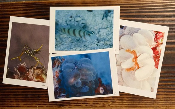マニアックポストカード  沖縄の海の生き物  4枚セット 1枚目の画像