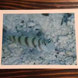 マニアックポストカード  沖縄の海の生き物  4枚セット 2枚目の画像