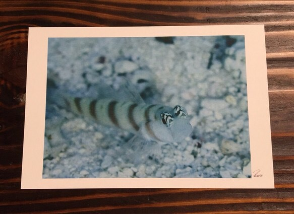 マニアックポストカード  沖縄の海の生き物  4枚セット 2枚目の画像