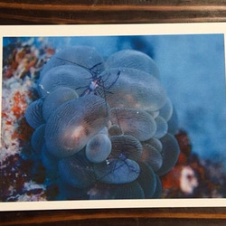 マニアックポストカード  沖縄の海の生き物  4枚セット 3枚目の画像