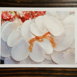 マニアックポストカード  沖縄の海の生き物  4枚セット 4枚目の画像