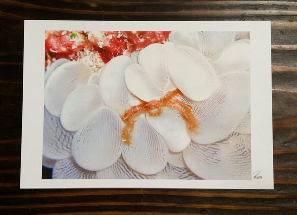 マニアックポストカード  沖縄の海の生き物  4枚セット 4枚目の画像