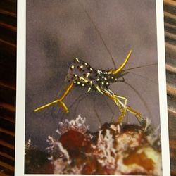 マニアックポストカード  沖縄の海の生き物  4枚セット 5枚目の画像