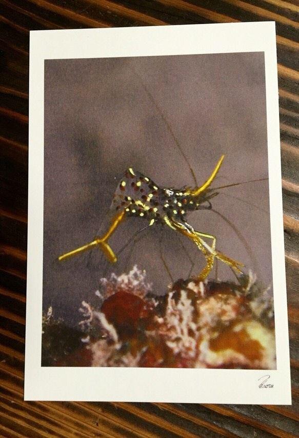 マニアックポストカード  沖縄の海の生き物  4枚セット 5枚目の画像