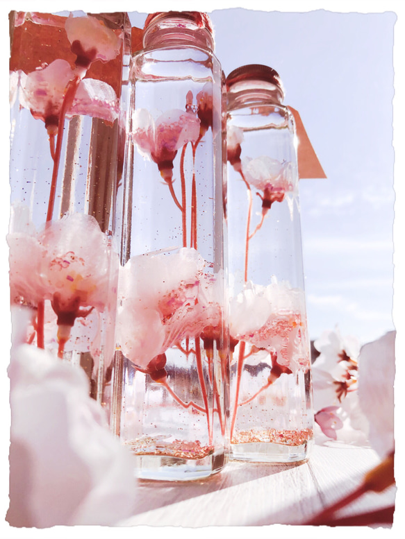❀桜舞う、春のスノードームボトル〜ハーバリウム風〜ソメイヨシノ❀【ロングボトル】 2枚目の画像