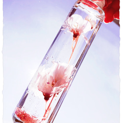 ❀桜舞う、春のスノードームボトル〜ハーバリウム風〜ソメイヨシノ❀【ロングボトル】 3枚目の画像