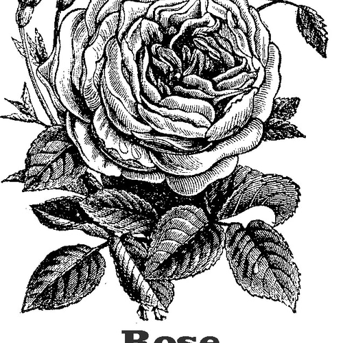 精密画 バラ[H-06FC] はんこ・スタンプ クラウドライン 通販 64860