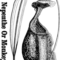 精密画　植物[H-２３FC] 3枚目の画像