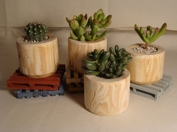 Driftwood ４ Succulents [流木と多肉植物] ４つ1セット　 1枚目の画像