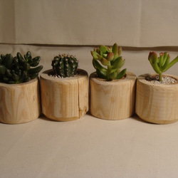 Driftwood ４ Succulents [流木と多肉植物] ４つ1セット　 2枚目の画像