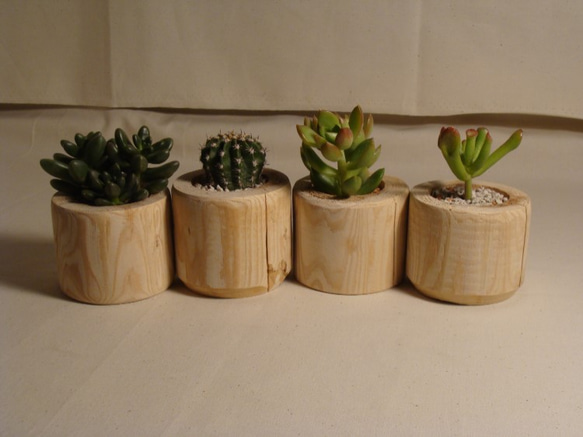 Driftwood ４ Succulents [流木と多肉植物] ４つ1セット　 2枚目の画像