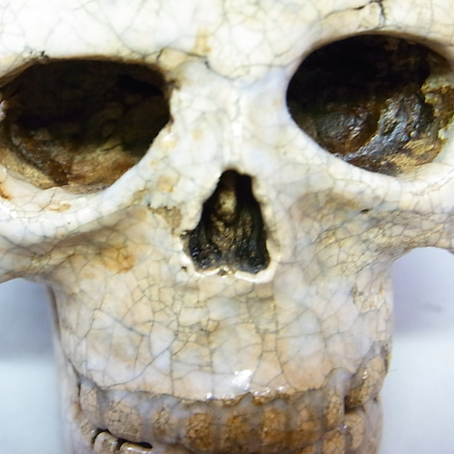 ◇『ドクロ 下顎付』(髑髏) atelier_juni 陶芸細工 その他置物 魔界の