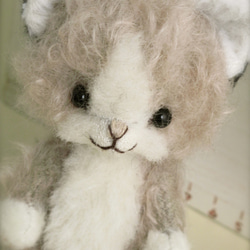 DOILY BEAR  はちわれの猫chan 4枚目の画像