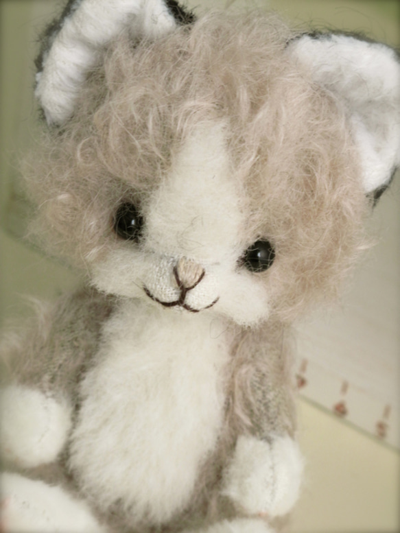 DOILY BEAR  はちわれの猫chan 4枚目の画像