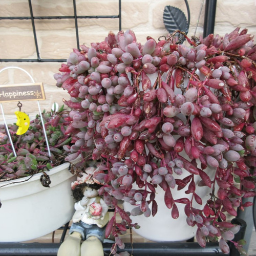 ☆多肉植物☆ ルビーネックレス カット苗 5本(10㎝位) アート