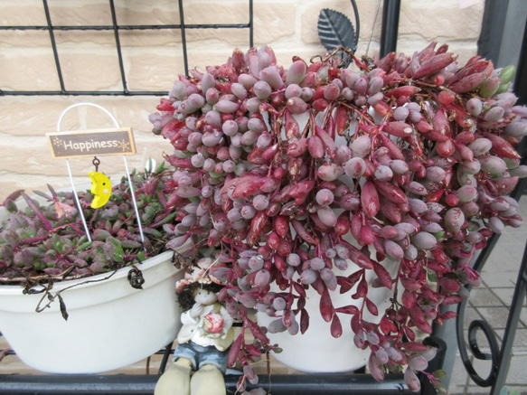 ☆多肉植物☆ ルビーネックレス カット苗 5本(10㎝位) アート