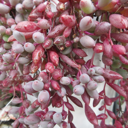 ☆多肉植物☆ ルビーネックレス カット苗 5本(10㎝位) アート