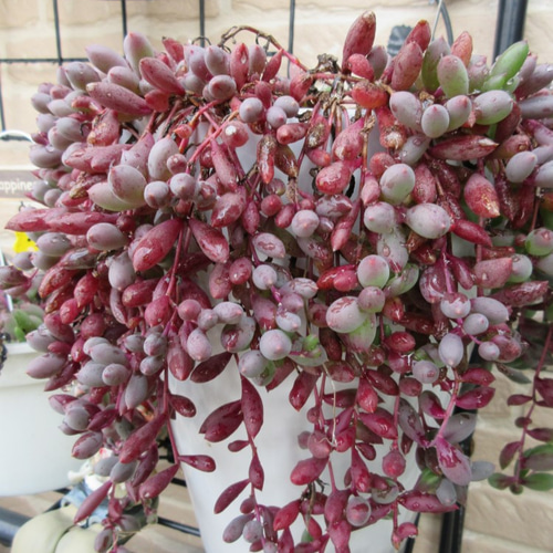 ☆多肉植物☆ ルビーネックレス カット苗 5本(10㎝位) アート