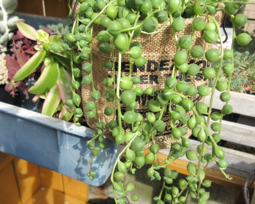 50番　グリーンネックレス　多肉植物　抜き苗　¥500 多肉植物❤斑入りグリーンネックレス❤抜き苗 その他インテリア