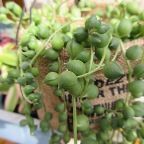 山盛り☆ 多肉植物 ☆ ・・・グリーンネックレス。。。☆ 抜き苗発送