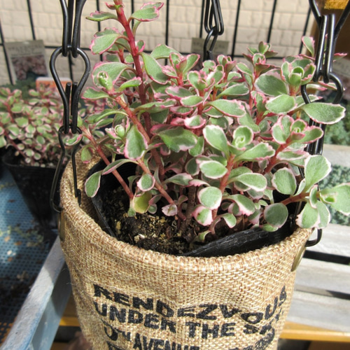 多肉植物セダムトリカラー抜き苗