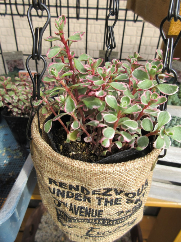 多肉植物 セダム トリカラー 抜き苗♡ 【公式通販】