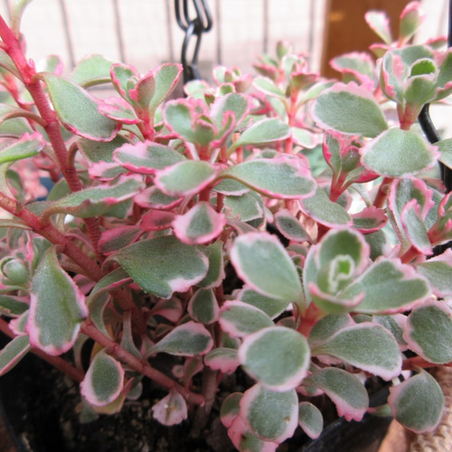 ☆多肉植物☆ セダム コーカサスキリンソウ トリカラー ☆ 抜き