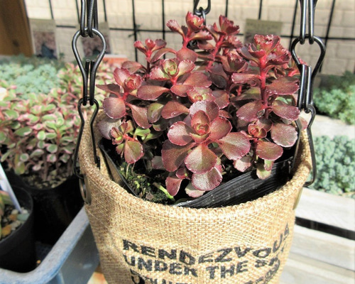 ☆多肉植物☆ セダム ドラゴンズブラッド ☆ 抜き苗発送 その他