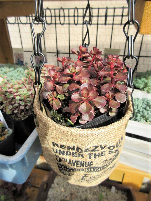 ☆多肉植物☆ セダム ドラゴンズブラッド ☆ 抜き苗発送 その他