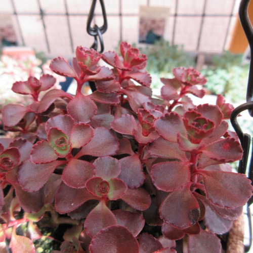 ☆多肉植物☆ セダム ドラゴンズブラッド ☆ 抜き苗発送 その他