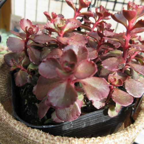 ☆多肉植物☆ セダム ドラゴンズブラッド ☆ 抜き苗発送 その他